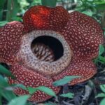 Mục sở thị loài hoa hiếm và lớn nhất thế giới ở Malaysia