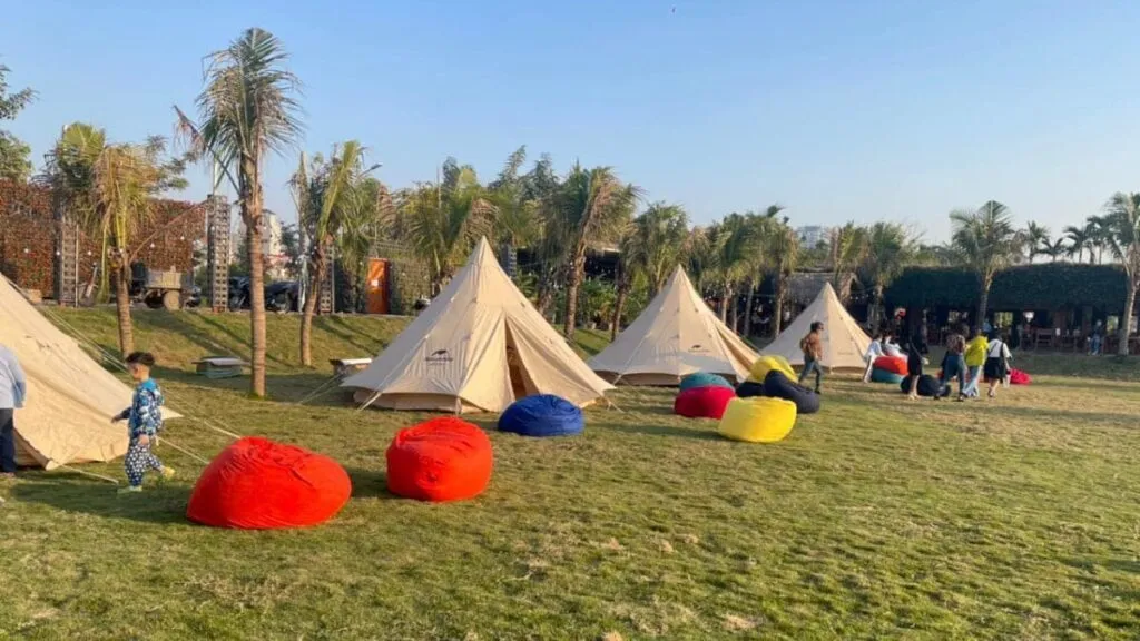 Mùa Đông Gõ Cửa Cúc Họa Mi Nở Rộ Tại Thung Lũng Hoa Hồ Tây