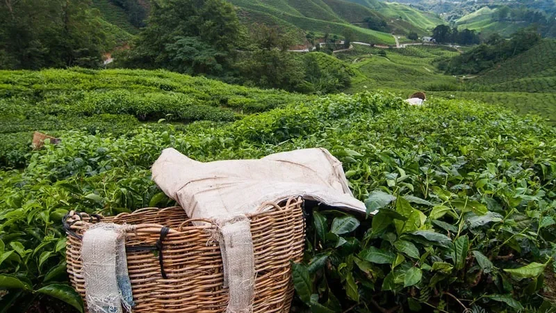 Ba địa điểm chụp ảnh cưới độc đáo ở Malaysia