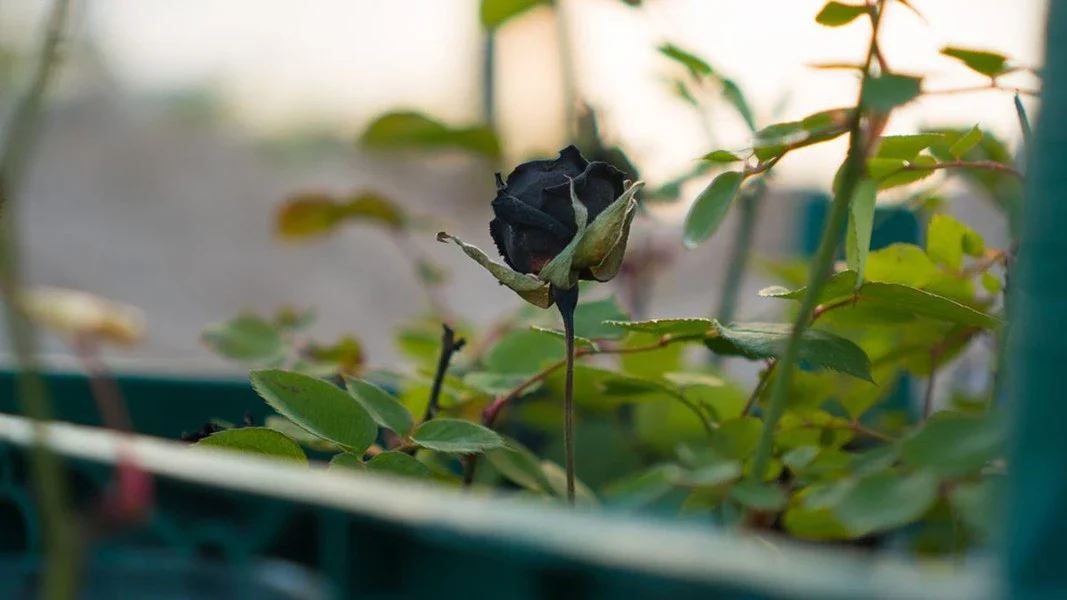 Thị trấn duy nhất trên thế giới sở hữu hoa hồng đen tự nhiên – Top 8 điều cần biết
