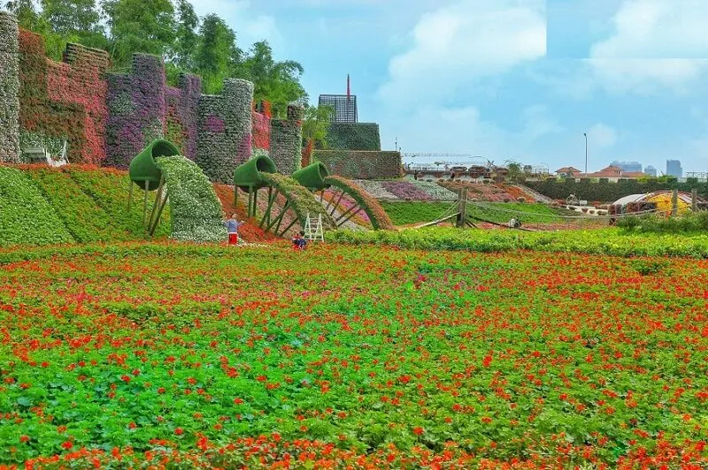 Mùa Đông Gõ Cửa Cúc Họa Mi Nở Rộ Tại Thung Lũng Hoa Hồ Tây
